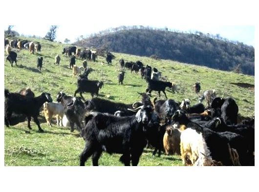 İslami Usullere Uygun Adaklık & Kurbanlık Hizmeti – Teslimat ve Kesim Dahil